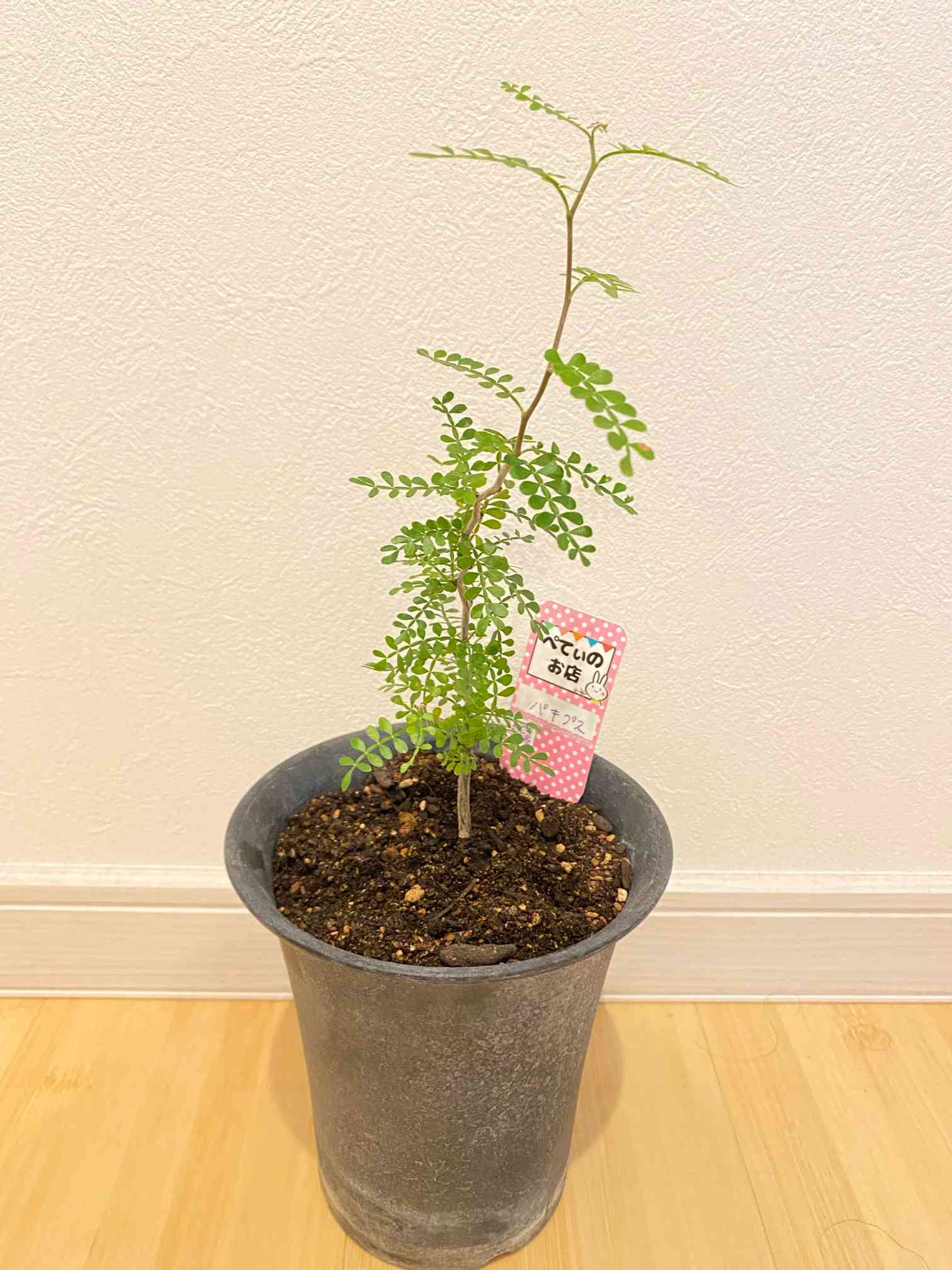 オペルクリカリア パキプス 領収書可 オペルクリカリア パキプス 現地