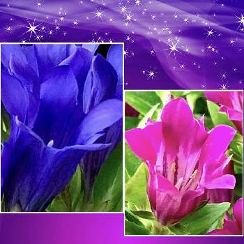 リンドウ竜胆の画像 by ココちゃんさん | 皆様にありがとう♡とリンドウ竜胆と可愛いお花と癒しの植物とお出かけ先♡と今日のお花と綺麗とフラワーセンターと素敵な出会いに感謝と花のある暮らし