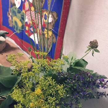 葛（くず）の画像 by 花マイさん | 玄関とオミナエシとミソハギと葛（くず）と千日草とススキ