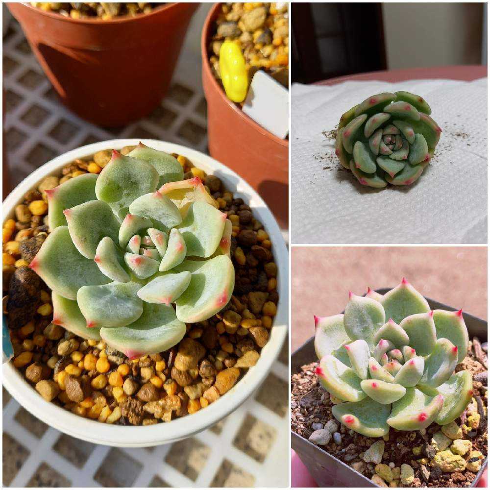 多肉☆AKマリア・3苗・カット苗 5b30f174aa1c5af6f36a33d290bea6