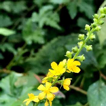 キンミズヒキ 金水引 の投稿画像一覧 Greensnap グリーンスナップ