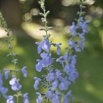 ブルーセージの画像 by rubyさん | 小さな庭とブルーセージとハーブと花のある暮らしと花いろいろ