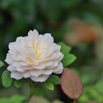 ✨バラの画像 by 伊豆野サクラさん | バラ  クロッカス ローズと花のある暮らしと伊豆の庭と✨バラと金曜ローズショー