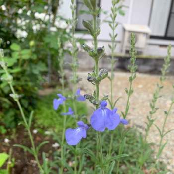 ブルーセージの画像 by むーちゃんさん | 小さな庭とブルーセージとおうち園芸