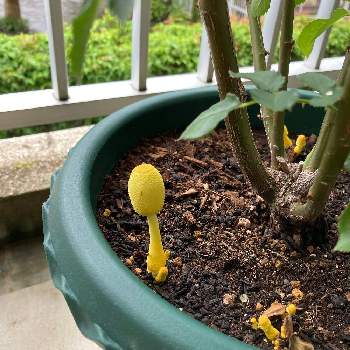 コガネキヌカラカサタケの投稿画像一覧 Greensnap グリーンスナップ