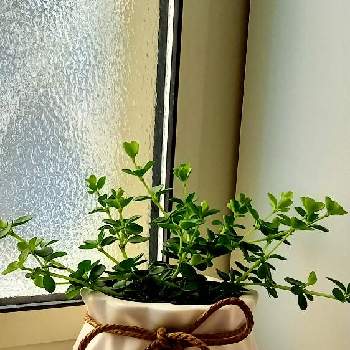 100均の観葉植物の画像 by LuLuさん | 窓辺とペペロミアと観葉植物と100均の観葉植物と窓辺の植物とみどりに癒される