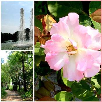 薔薇　マチルダの画像 by ハナコさん | お出かけ先と薔薇　マチルダと街歩きと須磨離宮公園とバラ♪
