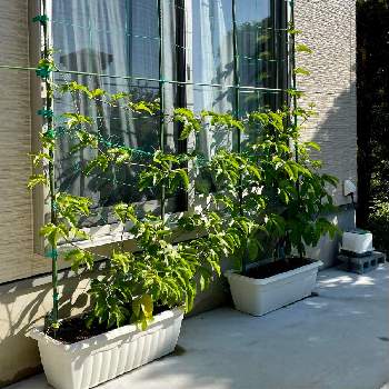 サロンのグリーンの画像 by アンジュローズ      徳島　阿南さん | 果物時計草(パッションフルーツ)とパッションフルーツとサロンのグリーンとグリーンカーテン出来るかなとサロンのお花とおうち園芸とグリーンカーテン