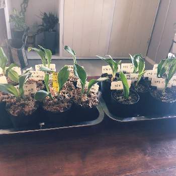 万年青 の投稿画像一覧 Greensnap グリーンスナップ