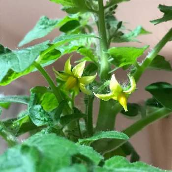 ミニトマトの花の投稿画像一覧 Greensnap グリーンスナップ