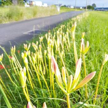 ピンクの彼岸花 の投稿画像一覧 Greensnap グリーンスナップ