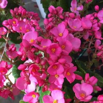 花があると嬉しいの画像 by ふうちゃんさん | お出かけ先とコロナ収束を願ってと毎回ありがとうと緊急事態宣言といつもありがとう♡とみんな頑張ってるとピンク❤︎ピンクとみんなお疲れ様とGSのみなさんに感謝♡と元気もらえると癒されるとピンクのお花と❀.感謝.❀と花があると嬉しいと花木センターと９月24日金曜日