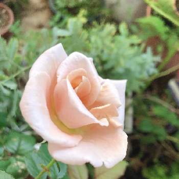 介護の画像 by happy roseさん | バルコニー/ベランダと介護とローズと優しさありがとうと癒されてと花いろいろと可愛いと花のある暮らしと楽しい時間