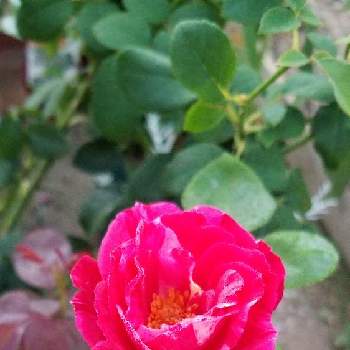 薔薇センチメンタルの投稿画像一覧 Greensnap グリーンスナップ