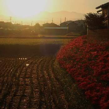 朝日✨の画像 by あいさん | 彼岸花。と散歩道と朝日✨
