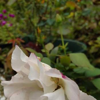 ピンクパープルの花の画像 by あななさん | 小さな庭とばら バラ 薔薇と花のある生活とピンクパープルの花と暮らしに花をと鉢植えと花のある暮らしとバラ　マチルダ