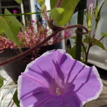 ダイソーの種からの投稿画像一覧 Greensnap グリーンスナップ