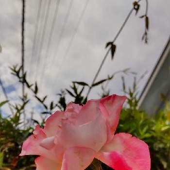 ピンクパープルの花の画像 by あななさん | エントランスと縁が薄いピンクの薔薇とばら バラ 薔薇と花のある生活と甘い香りのする薔薇とピンクパープルの花と暮らしに花をと鉢植えと花のある暮らし