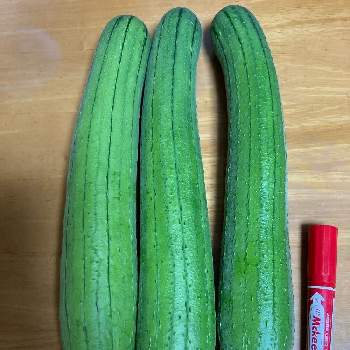 ヘチマの実の投稿画像一覧 Greensnap グリーンスナップ