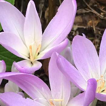 素敵な色♡の画像 by rikugardenさん | 小さな庭とイヌサフランとコルチカムと季節を感じる♪と癒される♡と植物のある暮らしとGS映えと今日のお花と花のある暮らしと可愛いピンク色♡と毒性ありと素敵な色♡