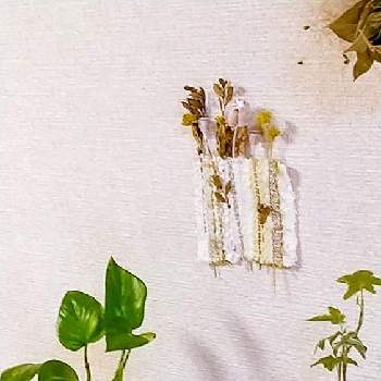ペペロミオイデスの苔玉の画像 by ウニ子さん | 部屋とポトスの苔玉とアイビーの苔玉とペペロミオイデスの苔玉と手作りと苔のある暮らしと和風と癒しと可愛い葉っぱと緑のある暮らしと秋…