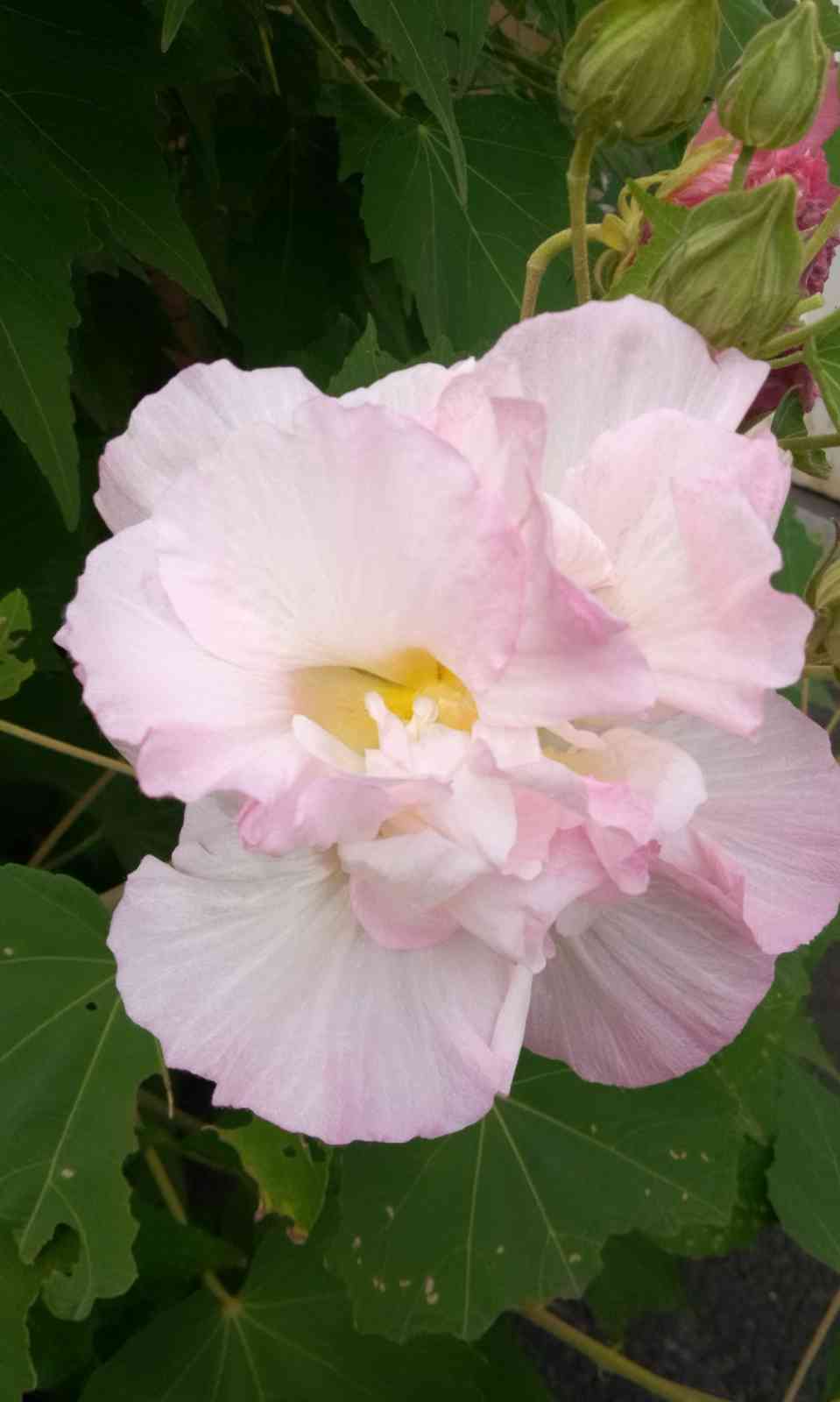 酔芙蓉（すいふよう）｜🍀GreenSnap（グリーンスナップ）