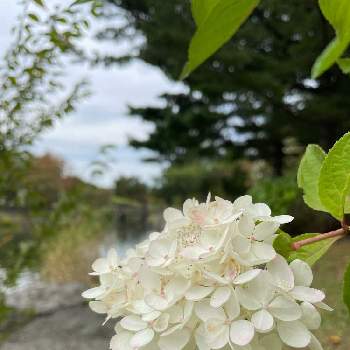 ノリウツギ ミナヅキの投稿画像一覧 Greensnap グリーンスナップ