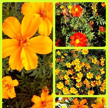 オレンジいろの画像 by ぴょんさん | お出かけ先と癒やしの色と黄色のお花♡とだいすきと可愛い❤と綺麗なお花❤とあついっ！ときれいな色とオレンジいろと好みの色と花のある暮らしと出先で