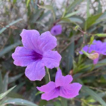ルエリアの画像 by Mayさん | お出かけ先とルエリアと南国の花と紫色の花