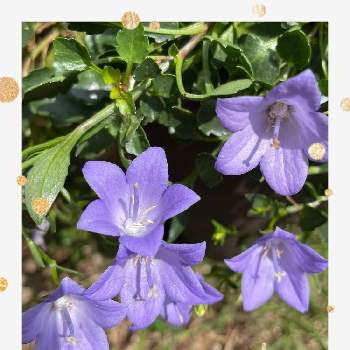 カンパニュラ メリーベルの投稿画像一覧 Greensnap グリーンスナップ カンパニュラ メリーベルの投稿画像一覧 Greensnap グリーンスナップ