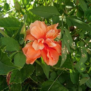 ハイビスカス 八重咲きの投稿画像一覧 Greensnap グリーンスナップ