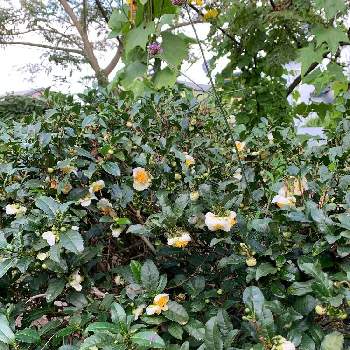 お茶の木*の画像 by ウィルママさん | 広い庭と金曜日の蕾たちとお茶の木*と可愛い❤とお茶の花は可愛いと心が落ち着く♡とお花に癒される日々と素敵✨と綺麗✨と花のある暮らし❤️