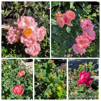 コーラル色の花の画像 by ブルーネストさん | 小さな庭とバラ　ガーデンローズとセントジョーンズワートとDA ボスコベルとドリフトローズ ピーチとばら バラ 薔薇とコーラル色の花とおうち園芸と香る花とイングリッシュ・ローズとデビッドオースティンと黄色の花と赤い花とガーデニングとバラが好きと濃いピンクの花とバラを楽しむ