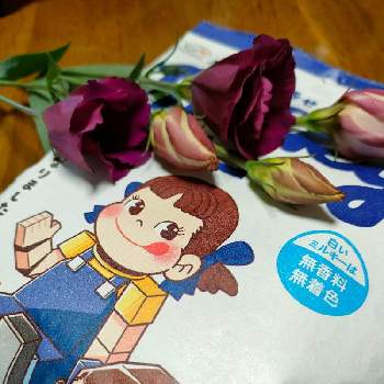 八重トルコききょうの投稿画像一覧 Greensnap グリーンスナップ