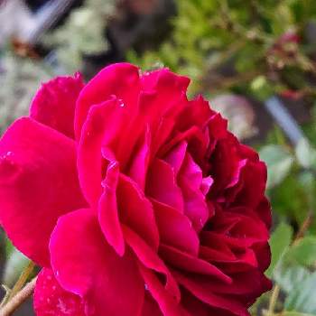 ジプシー ソウルの画像 by 山ちゃんさん | ジプシー ソウルとバラと鉢植えと花のある暮らしと我が家のバラと今朝のバラ