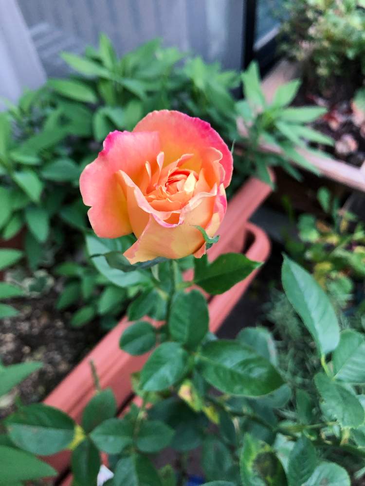 バルコニー ベランダの投稿画像 By Tomatomato さん バラ 鉢植えとタヒチとマンションベランダとバラ 鉢植えとタヒチとマンションベランダ 21月9月25日 Greensnap グリーンスナップ Greensnap グリーンスナップ