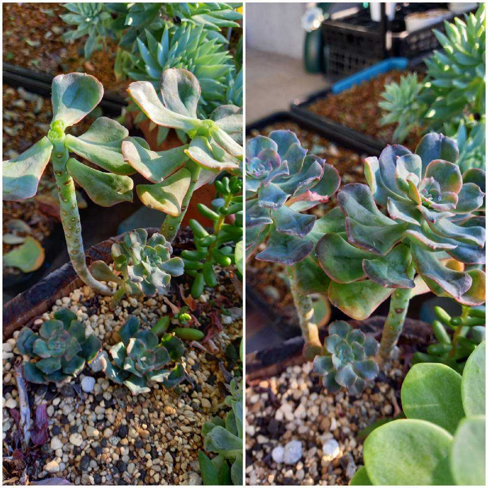 多肉植物　寄せ植え　傘 傘みたいな寄せ植えときれいな色の多肉たち | 多肉植物大好きな初心者