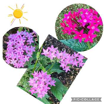 ペンタスの花の画像 by ハニーレイさん | 小さな庭とペンタス☆とペンタスの花とペンタス赤とペンタス　ピンク