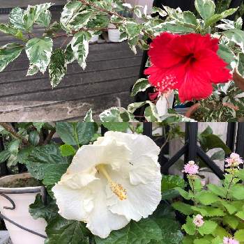 赤い花♡の画像 by 美和子さん | お出かけ先とハイビスカスと花のある暮らしと白い花♡と赤い花♡と綺麗な花♡