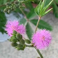 オジギソウ,オジギソウ,今日のお花の画像