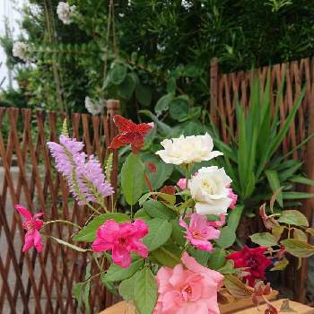 薔薇 バラの画像 by yukkoさん | 小さな庭とハナトラノオとバラと花のある暮らしと薔薇 バラ