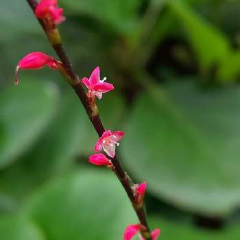 ミズヒキの花の投稿画像一覧 Greensnap グリーンスナップ
