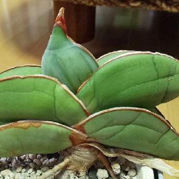 サンスベリア バナナの投稿画像一覧 Greensnap グリーンスナップ