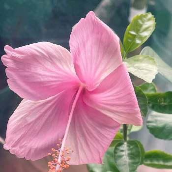 ハイビスカス ピンクバタフライの画像 by haru na-naさん | 窓辺とハイビスカスとハイビスカス ピンクバタフライと可憐とGS映えと美味しい植物とおうち園芸と元気に育ててますよと癒し…♡と花のある暮らし