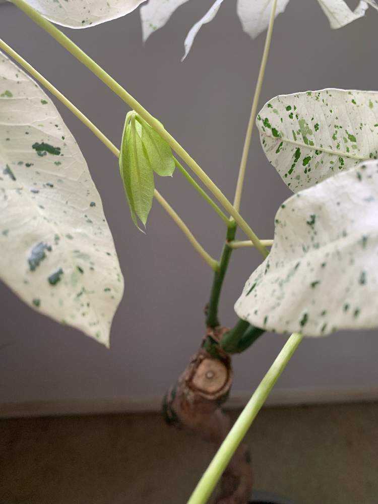 パキラ ミルキーウェイの斑はどのように入るのか。｜🍀GreenSnap