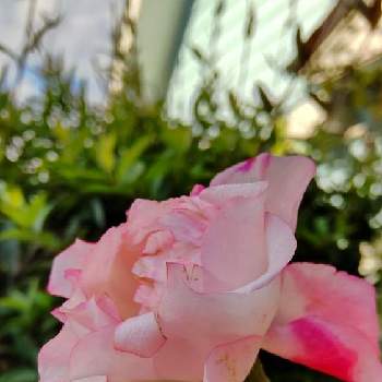 ピンクパープルの花の画像 by あななさん | 小さな庭と縁が薄いピンクの薔薇とばら バラ 薔薇と花のある生活と甘い香りのする薔薇とピンクパープルの花と暮らしに花をと薔薇ノスタルジー♪と鉢植えと花のある暮らし
