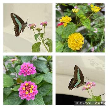アゲハ蝶の画像 by mimimiさん | 小さな庭とランタナとピンクの花といつもありがとう♡とアゲハ蝶とおうち園芸とカワイイ♡と黄色い花と美しいといつも心に太陽を