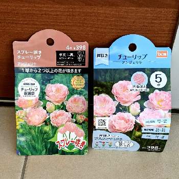 スプレー咲きの投稿画像一覧 Greensnap グリーンスナップ