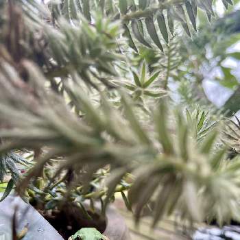 フィリカ　プベッセンス　ワフトフェザーの画像 by じゃがいもさん | 小さな庭とウッドデッキとフィリカ　プベッセンス　ワフトフェザーと緑のある暮らしとネイティブプランツと花のある暮らしと葉も美しい