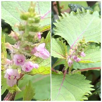 青じその花 の投稿画像一覧 Greensnap グリーンスナップ